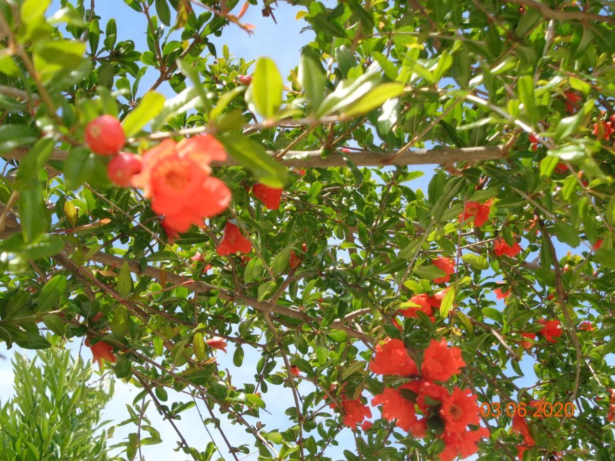 Traditional Guesthouse Asimakis Anifion Εξωτερικό φωτογραφία